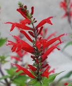 Pineapple sage flowers